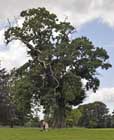 Spanish chestnut Scampston Hall