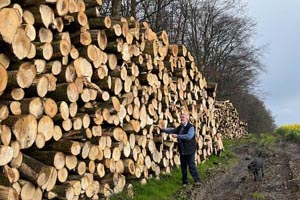 Ash logs stacked