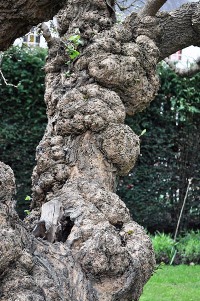 Mulberry tree Stratford